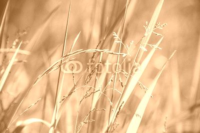 flowering grass in detail