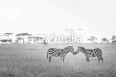 Zebra Love in the Serengeti