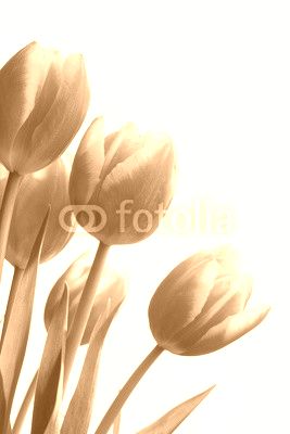 Bouquet of tulips