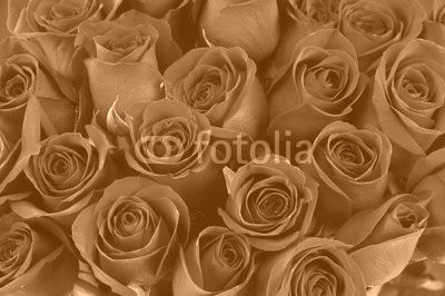 red rose background