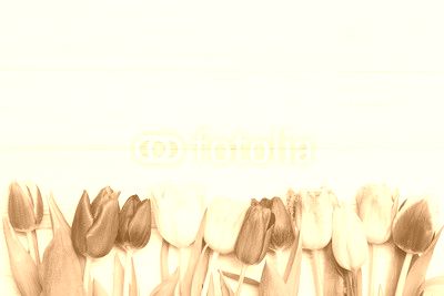 colorful tulips on white wooden background.