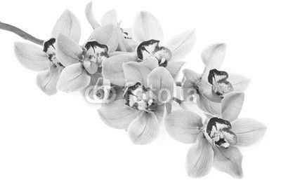 pink orchid flowers isolated