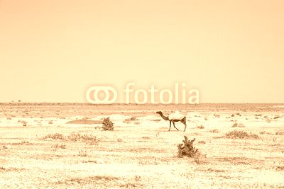 camel