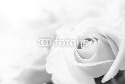 white roses close-up