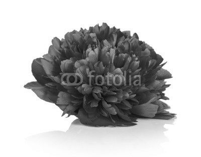 Peony Flower
