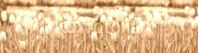 White tulips background.