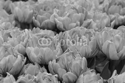 Orange tulips