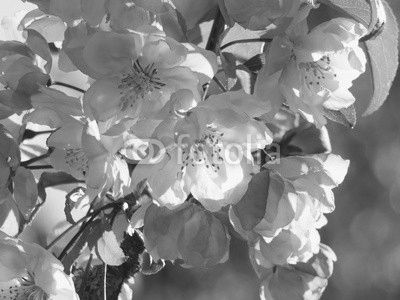 apple flowers and buds blooming at spring