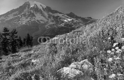 Wildflowers of the Cascades