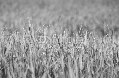 Green grass