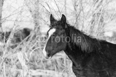 a horse in a pasture in winter