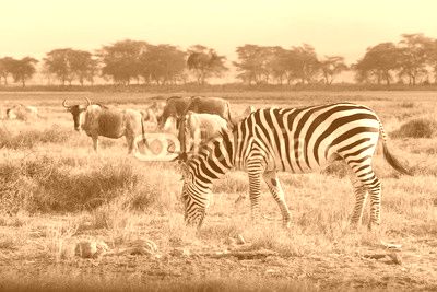 Zebra and Wilde Beast