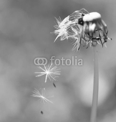 Soffione cadente