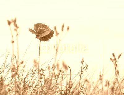 Coquelicot en couleur sur fond noir et blanc