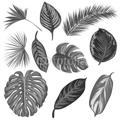 Tropical Leaves Collection on isolate vector. Beautiful Set. Vector illustration. Eps 10.