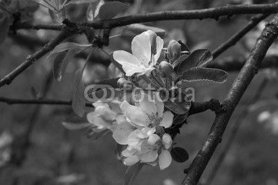 apple blossom
