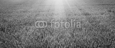 Green lawn for background