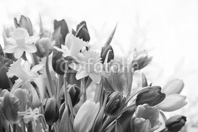 Colorful tulips and daffodils