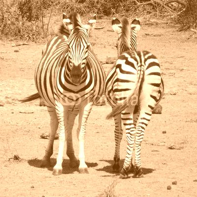 Funny Zebras