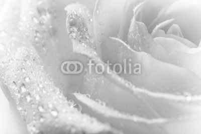 Natural tint yellow roses background