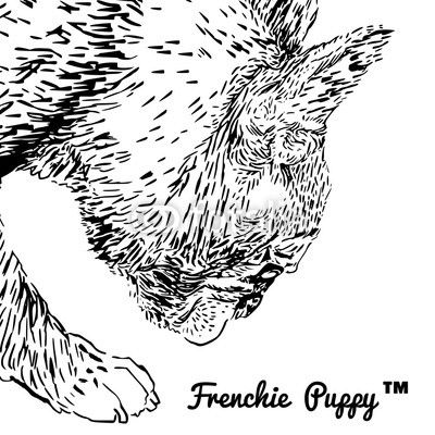 French bulldog