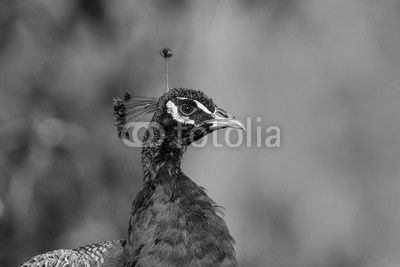 Blue male peacock  head and neck with a blurred background