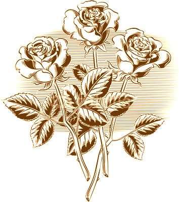 Three roses with their stems and leaves.