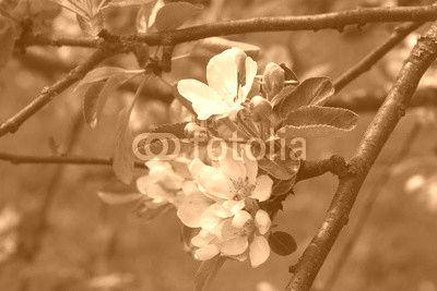 apple blossom