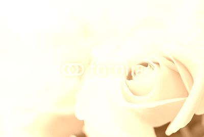white roses close-up
