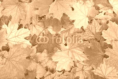 Autumn leaves