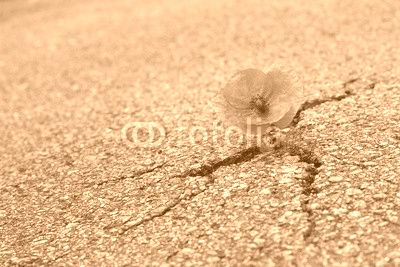 Mohnblume auf der Straße
