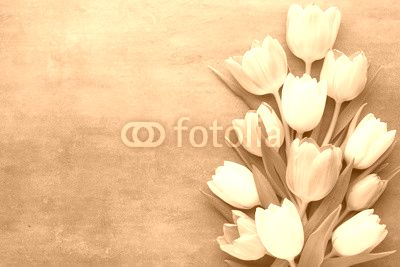 Tulip on the gray background. Spring greeting card.