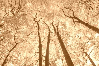 autunm trees