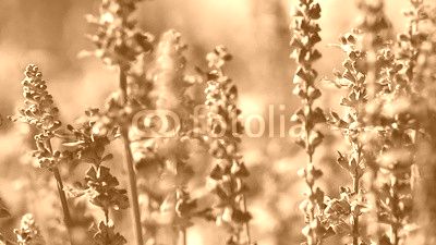 Purple Lavender flower field blowing in the breeze.