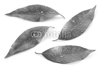 Citrus leaves with drops isolated on a white background. Collection. Full depth of field.
