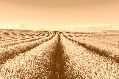 panorama of lavender of Provence in France