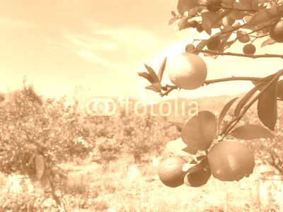 Lemom tree in the thai fruit garden background