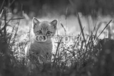 kitten