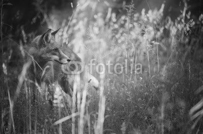 Fox on the summer forest