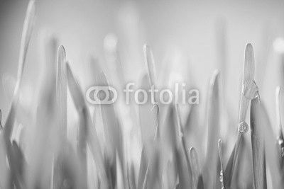 Detail of grass