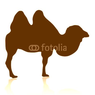 Silhouette of camel isolated on white background vector