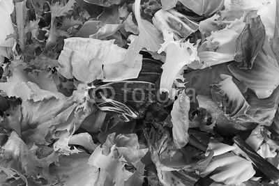Fresh salad leaf slice background
