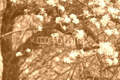 The apple tree blossomed with beautiful flowers