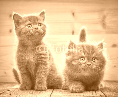 two brown british kittens