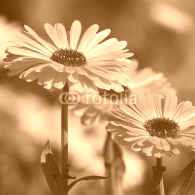 Marigold (Calendula officinalis)