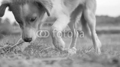Domesticated canine mammal Canis lupus familiaris eating bones outdoor slow-mo 1920X1080 HD footage - Slow motion of domestic dog feeding in nature 1080p FullHD video 