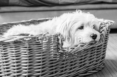 White dog relaxing