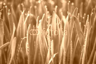 green grass
