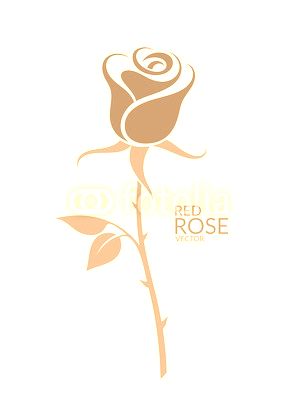 Rose.  Red flower on white background