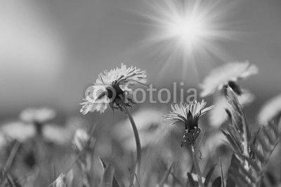 Dandelion flowers under blue sky